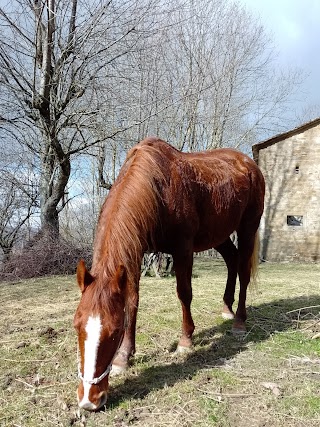 Maneggio Rio Destro