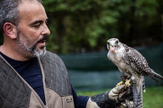 Allontanamento piccioni Falconeria Professionale di Giuseppe Crea