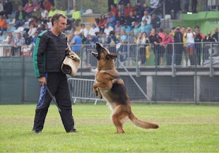 Addestramento cani Team Scaligero