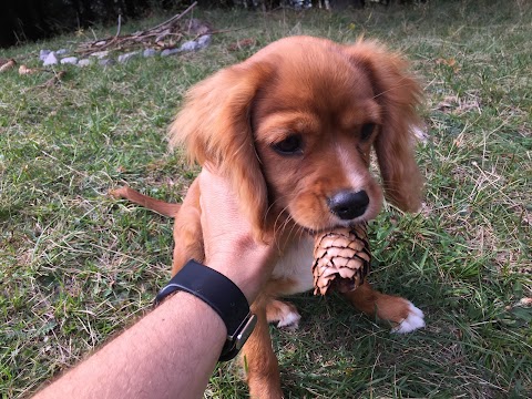 Ambulatorio Veterinario Dott.Ssa Cristina Magri