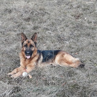 TOBLER Allevamento e Pensione per cani