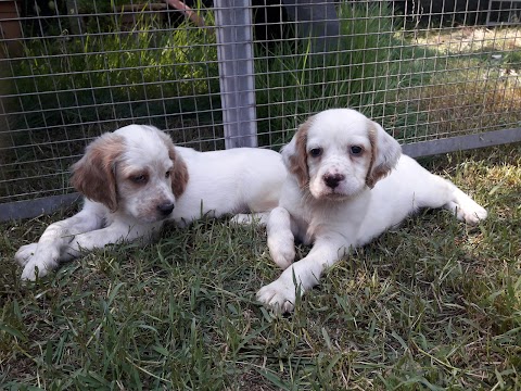 Pensione ed educazione per animali San Rocco