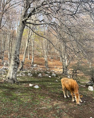 Rifugio Trombetta