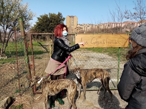 Galgos & Friends