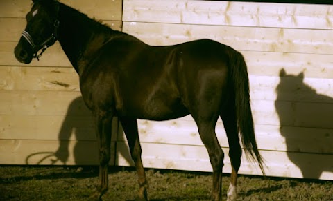 La Prospera Centro Equestre