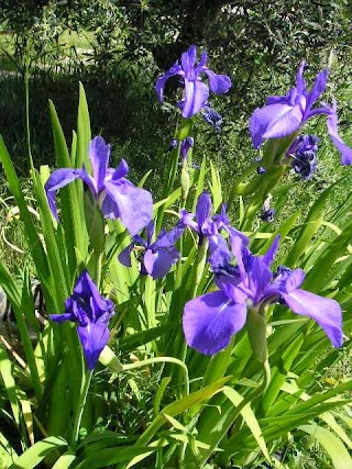 Azienda Agricola Nymphaea alba