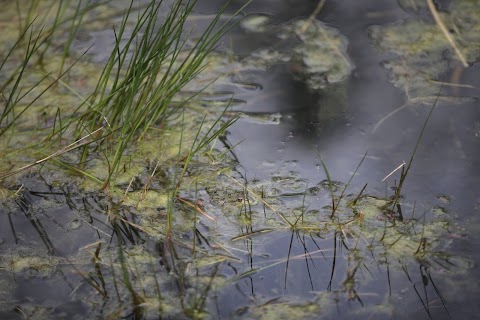 Plan d'eau des Oudins