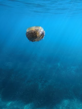Nemo Sub | Escursioni Polignano