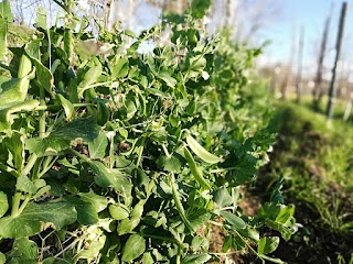 Azienda Agricola Costagliola