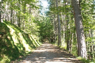 Terapia Forestale | Podere Pian dei Termini | San Marcello Piteglio