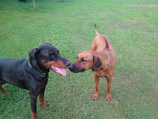 pensione per cani e gatti ZIVA