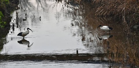 Biotopi e ripristini ambientali di Medicina e Molinella (Rete Natura 2000)