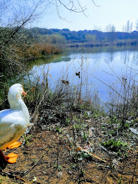 Parco del Canale dello Stagno