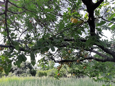 Riserva naturale Foce Volturno - Costa di Licola