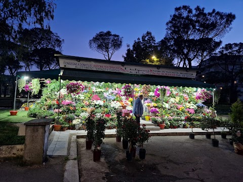 I Tulipani di Paolo