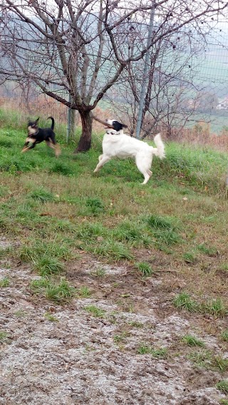 Pensione per cani Zia Paperina