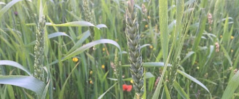 Azienda Agricola La Chiarella