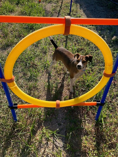 ScodinzolanDog • parco divertimenti per cani Messina