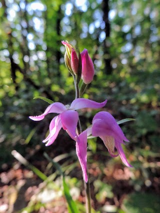 Sentiero Naturalistico del Boschetto