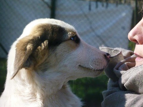 Acqua Dog DI Petracchi Maria Patrizia Pistoia