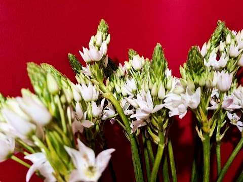 La Boutique del Fiore di Alberto Lanni