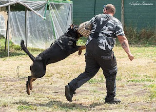 Un Lavoro da cani