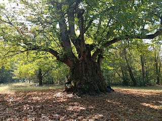 Castagna Granda