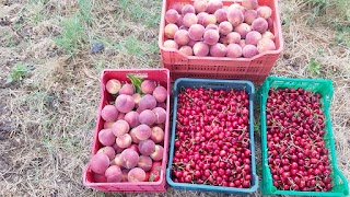 Azienda Agricola Mazzoni