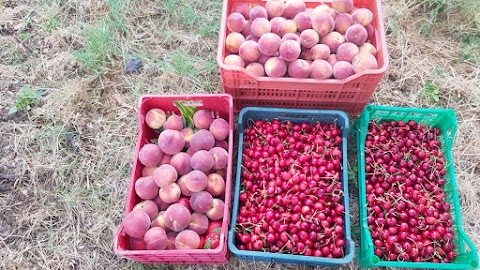 Azienda Agricola Mazzoni