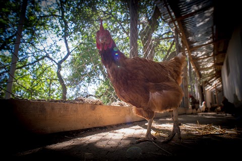 Azienda Agricola Galline Felici