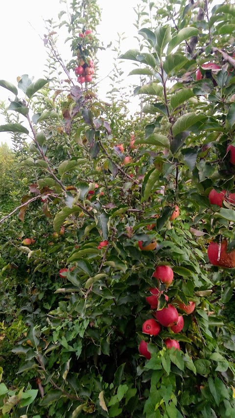 Azienda agricola Rossetto Ezio