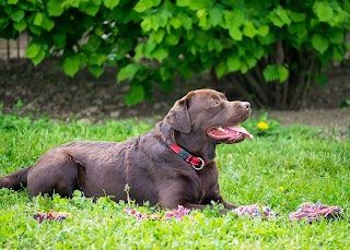 Pensione per Cani Cascina Buscaglia