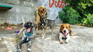 Doggy Ranch - Asilo per cani