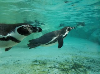 Vasca dei Pinguini