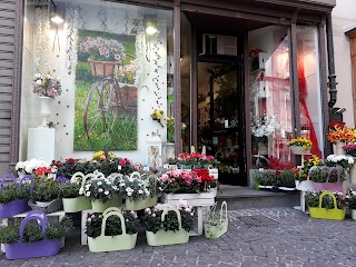 NICOLETTA FIORI via Garibaldi,1 Acqui Terme