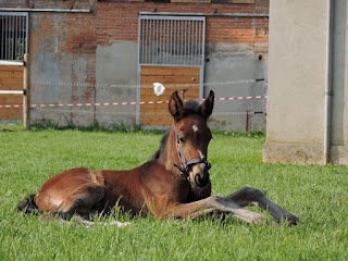 Associazione Sportiva Dilettantistica e di P S Brenta Horse Welfare