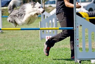 Pelo e Contropelo Asilo Pensione Cani