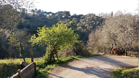 Canto Di Primavera del Sogno antico