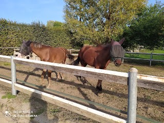 Scuola di equitazione e doma ponies