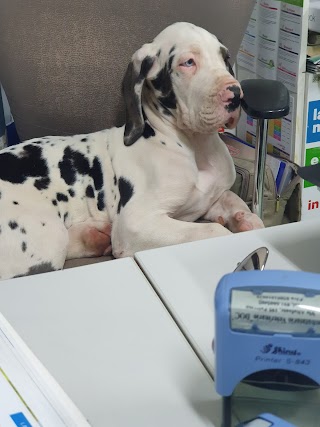 Ambulatorio veterinario Doc Francesco Toia