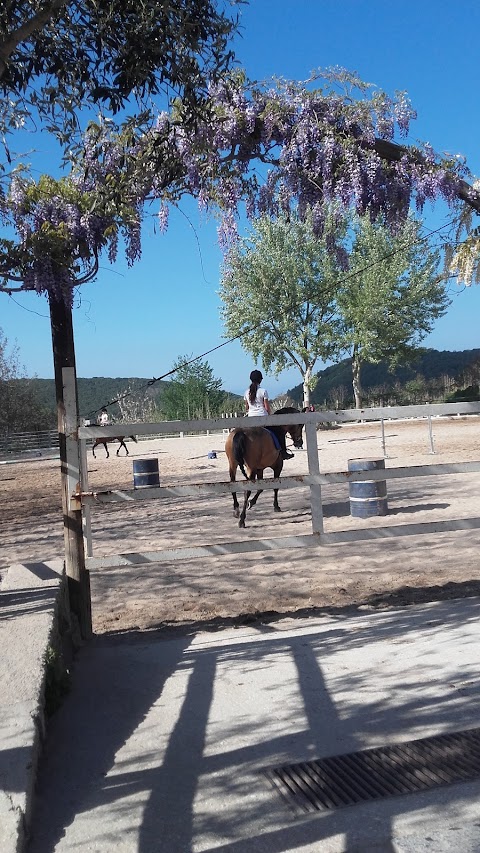 Aragona Arabians Horses Club