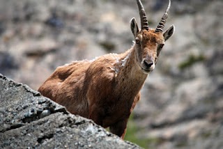 Lanzo Trekking