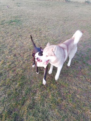 Casa Dell'olmo Pensione Per Cani