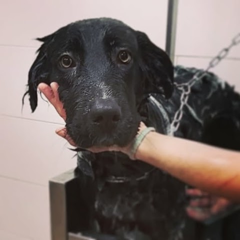 Wash Dog