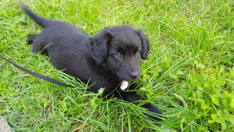 Clinica Veterinaria solo su appuntamento