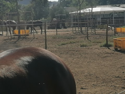 Società Agricola Bosco Mignolo Centro Cinofilo & Allevamento Quarter Horse