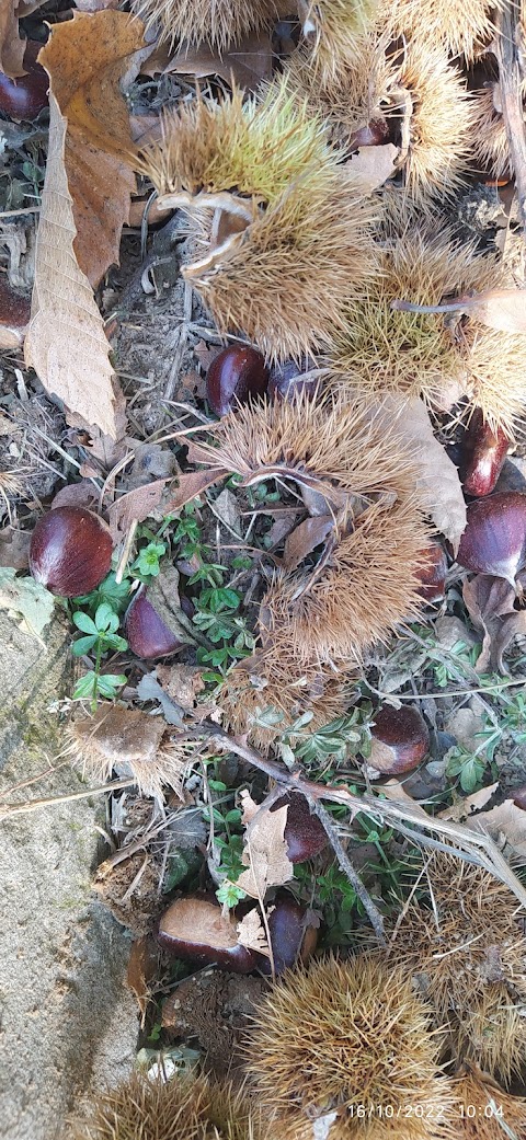 Az. Agr. La Cerreta Di Poli Fulvia