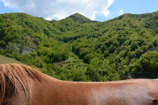 Liberi e Selvaggi asd