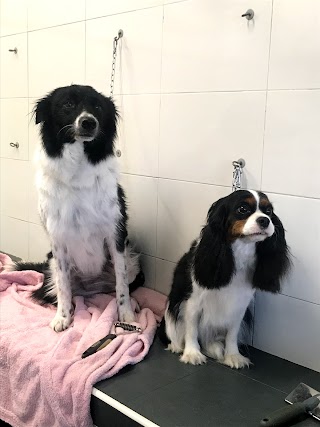 Beauty Pet Salon