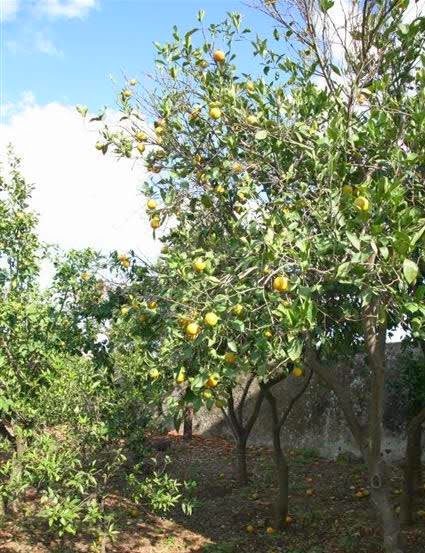 Masseria Donna Nina